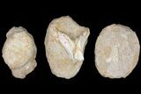 Flat: Cretaceous Marine Vertebrate Fossils - Pieces #81328-1